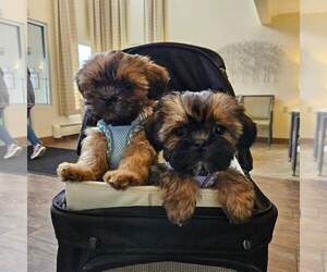 Zuchon Puppy for sale in NEW YORK MILLS, MN, USA