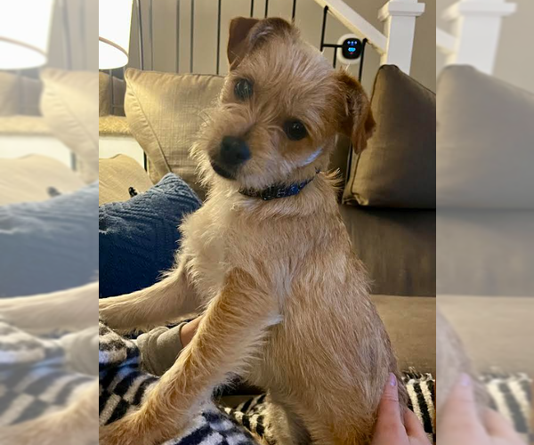 Medium Photo #1 Mutt Puppy For Sale in Brooklyn Center, MN, USA