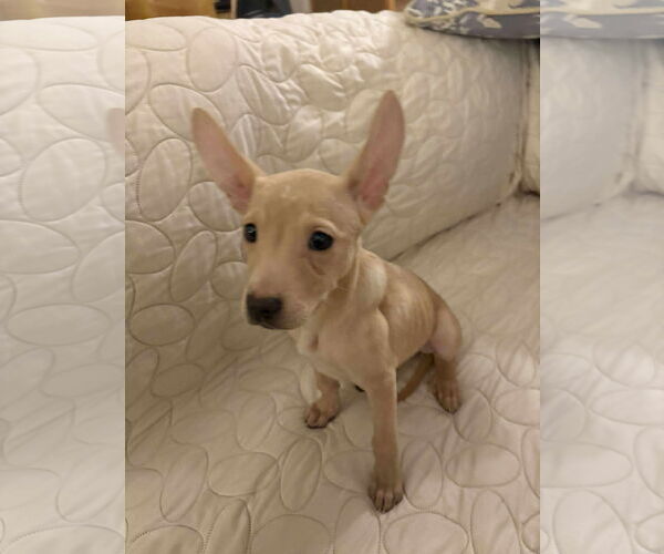 Medium Photo #1 Chihuahua-Unknown Mix Puppy For Sale in Dallas, TX, USA