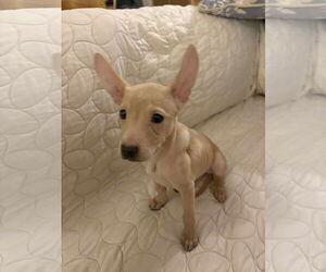 Chihuahua-Unknown Mix Dogs for adoption in Dallas, TX, USA