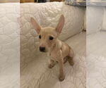 Small Chihuahua Mix