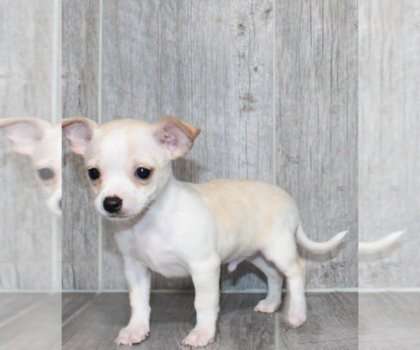 Medium Photo #15 Chihuahua Puppy For Sale in NEW YORK, NY, USA