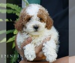 Small #3 Poodle (Miniature)