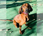 Small Photo #12 Mutt Puppy For Sale in Canton, CT, USA