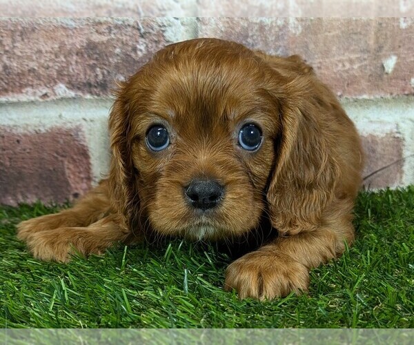 Medium Photo #7 Cavalier King Charles Spaniel Puppy For Sale in MOBERLY, MO, USA