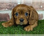 Small #6 Cavalier King Charles Spaniel