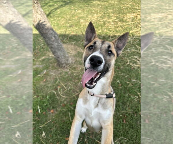 Medium Photo #7 Siberian Husky-Unknown Mix Puppy For Sale in Evansville, IN, USA