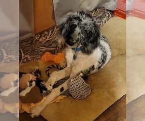 Father of the Sheepadoodle puppies born on 01/16/2023