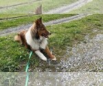 Small Photo #1 Shetland Sheepdog Puppy For Sale in KINGSPORT, TN, USA