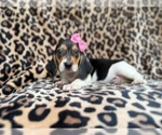 Small Beagle