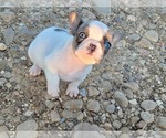 Puppy 6 French Bulldog