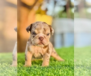English Bulldog Puppy for sale in LONG BEACH, CA, USA