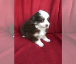 Small Photo #3 Miniature Australian Shepherd Puppy For Sale in BOWLING GREEN, KY, USA