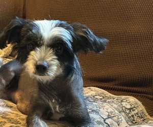 Mother of the Chinese Crested puppies born on 05/20/2025
