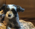 Small Photo #1 Chinese Crested Puppy For Sale in EUGENE, OR, USA