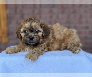 ShihPoo Puppy for Sale in ALMA, Arkansas USA