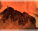 Small Cane Corso