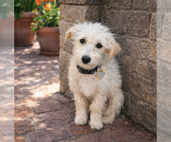 Medium Photo #1 Maltipoo (Miniature) Puppy For Sale in Phoenix, AZ, USA