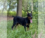 Small #8 Doberman Pinscher