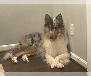 Blue - Male Collie Dog for Adoption - Photo #2