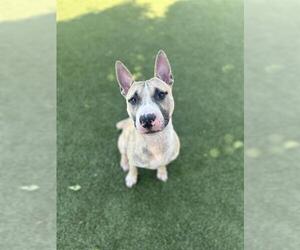 Bull Terrier-Unknown Mix Dogs for adoption in Chula Vista, CA, USA