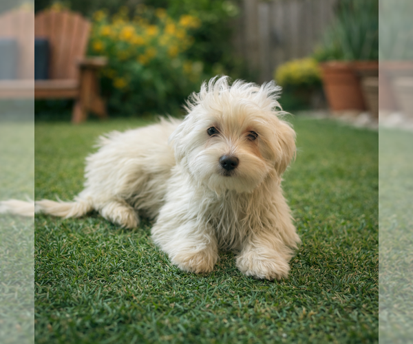 Medium Photo #1 Maltipoo (Miniature) Puppy For Sale in Phoenix, AZ, USA