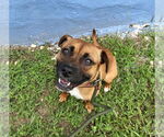 Small #8 Mutt