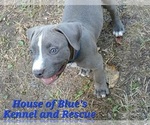 Small #6 American Pit Bull Terrier