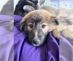 Small #3 Great Pyrenees Mix