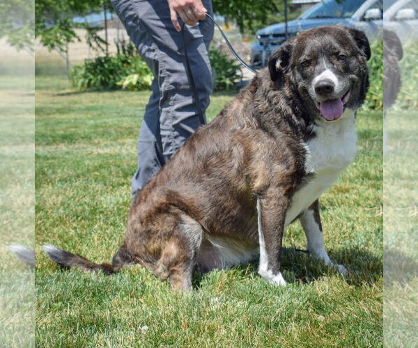 Medium Photo #3 Border-Aussie Puppy For Sale in Huntley, IL, USA