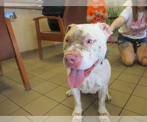 American Pit Bull Terrier Dogs for adoption in Ocala, FL, USA