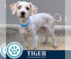 Mutt Dogs for adoption in Kimberton, PA, USA
