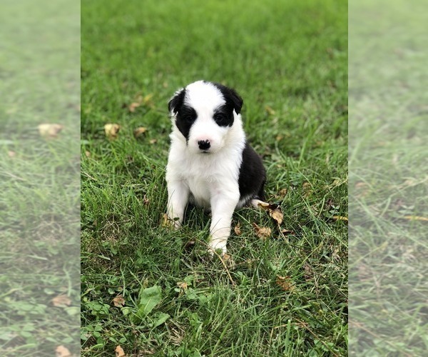 Medium Photo #1 Border Collie Puppy For Sale in DARLINGTON, WI, USA