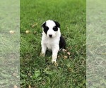 Small Photo #1 Border Collie Puppy For Sale in DARLINGTON, WI, USA