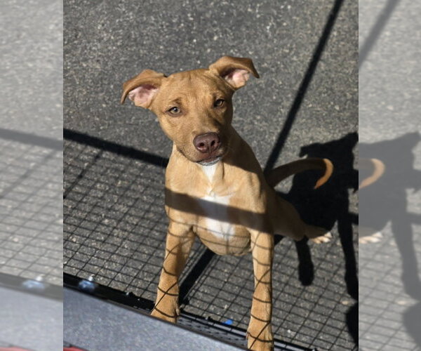 Medium Photo #2 Mutt Puppy For Sale in Evansville, IN, USA