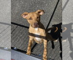 Small #1 Mutt