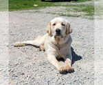 Small Anatolian Shepherd-Great Pyrenees Mix
