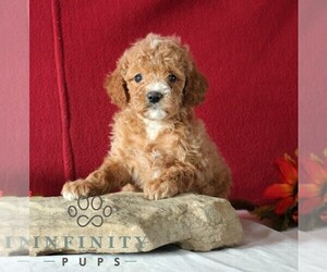 Goldendoodle (Miniature) Puppy for sale in GORDONVILLE, PA, USA