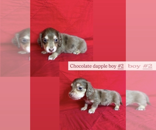 Medium Photo #2 Dachshund Puppy For Sale in MARYSVILLE, WA, USA