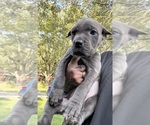 Small #9 Cane Corso
