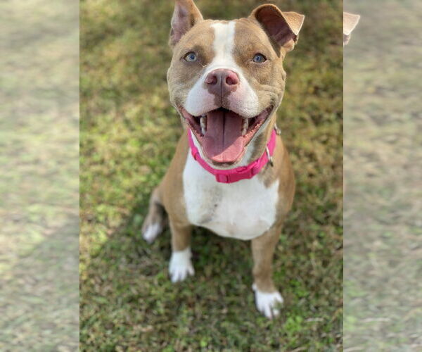 Medium Photo #3 Mutt Puppy For Sale in Virginia Beach, VA, USA