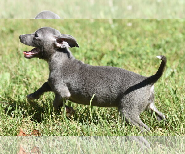 Medium Photo #5 Chihuahua Puppy For Sale in Mechanicsburg, PA, USA