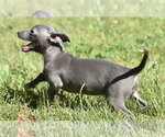 Small #4 Chihuahua