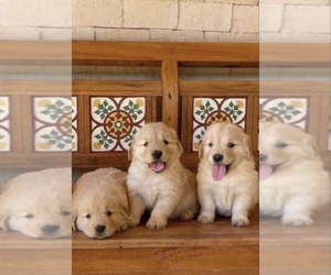 Golden Retriever Puppy for sale in ANAHEIM, CA, USA