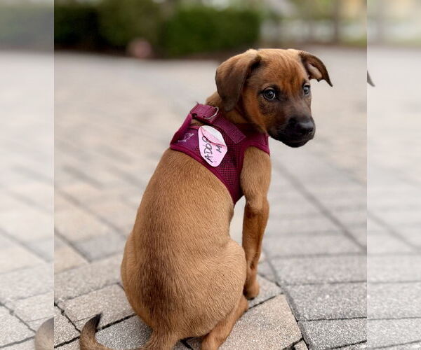 Medium Photo #7 Golden Labrador Puppy For Sale in Royal Palm Beach, FL, USA