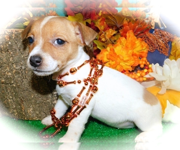 View Ad: Jack Russell Terrier Puppy for Sale near Indiana, HAMMOND, USA. ADN-221396