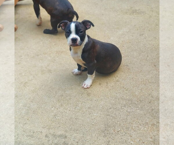 Medium Photo #3 Boston Terrier-Jack Russell Terrier Mix Puppy For Sale in Wakefield, RI, USA