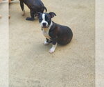 Small #2 Boston Terrier-Jack Russell Terrier Mix