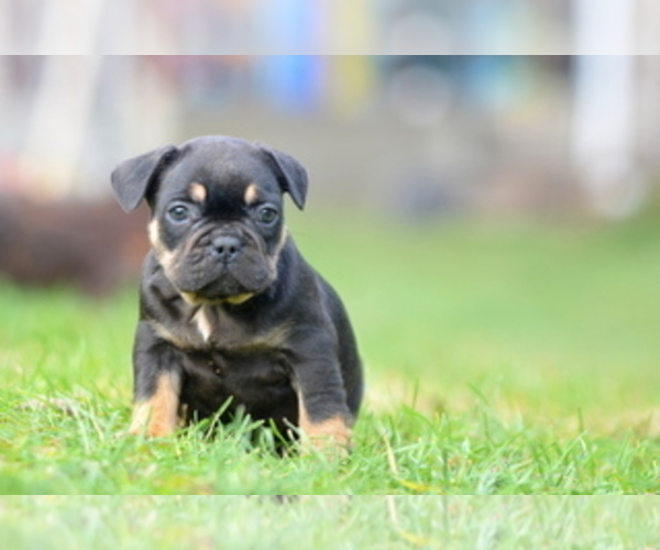 Medium Photo #24 French Bulldog Puppy For Sale in Kiskoros, Bacs-Kiskun, Hungary