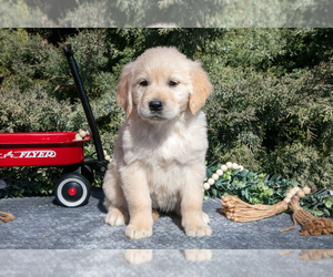 Medium English Cream Golden Retriever